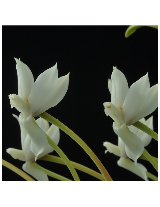 Aerangis ellisii
