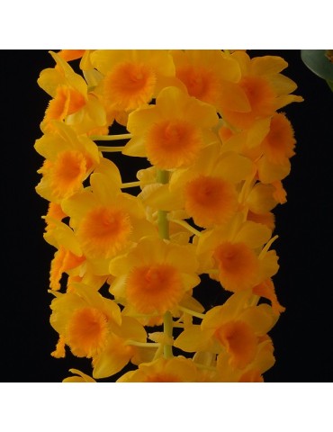 Dendrobium densiflorum 2