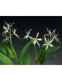 Prosthechea sima