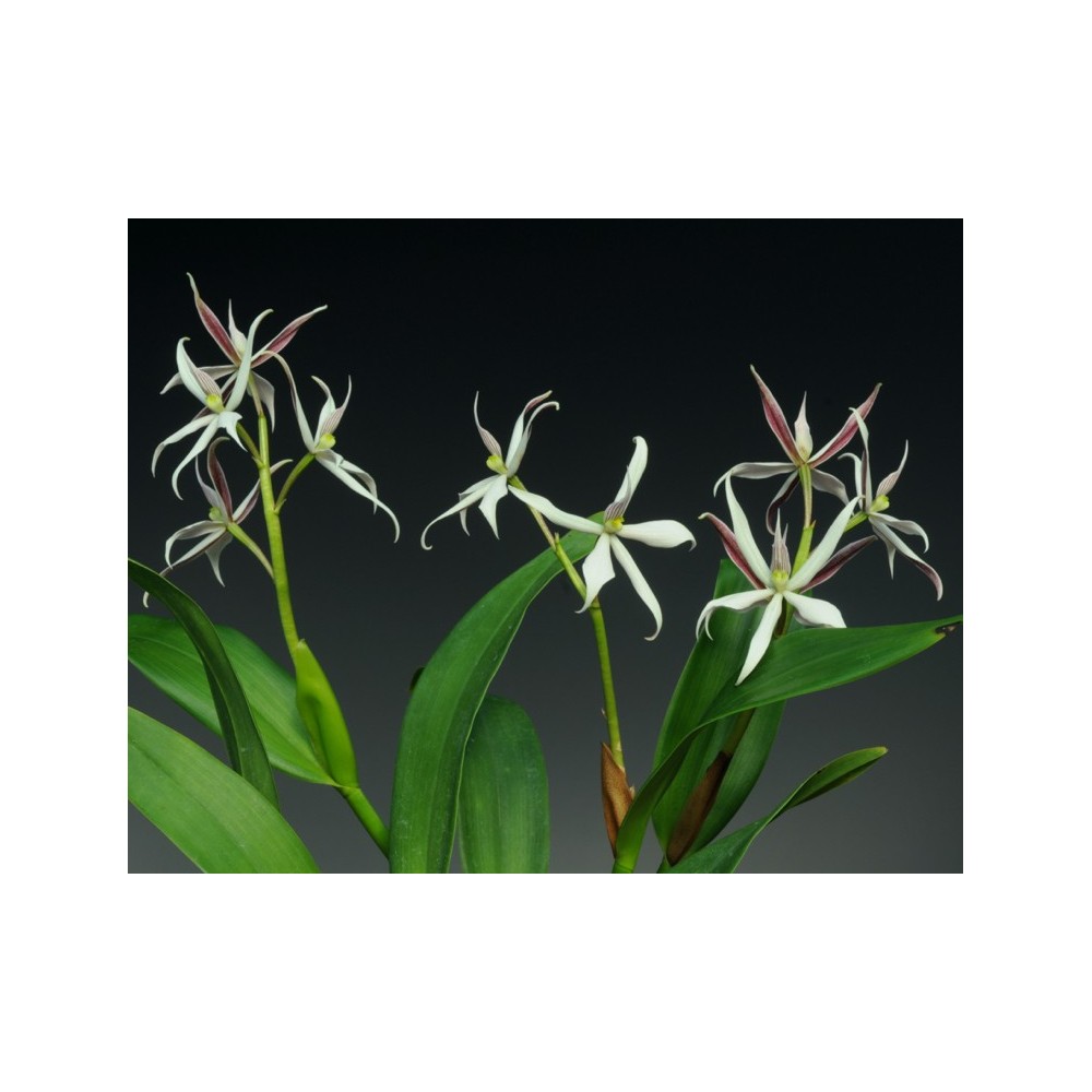 Prosthechea sima