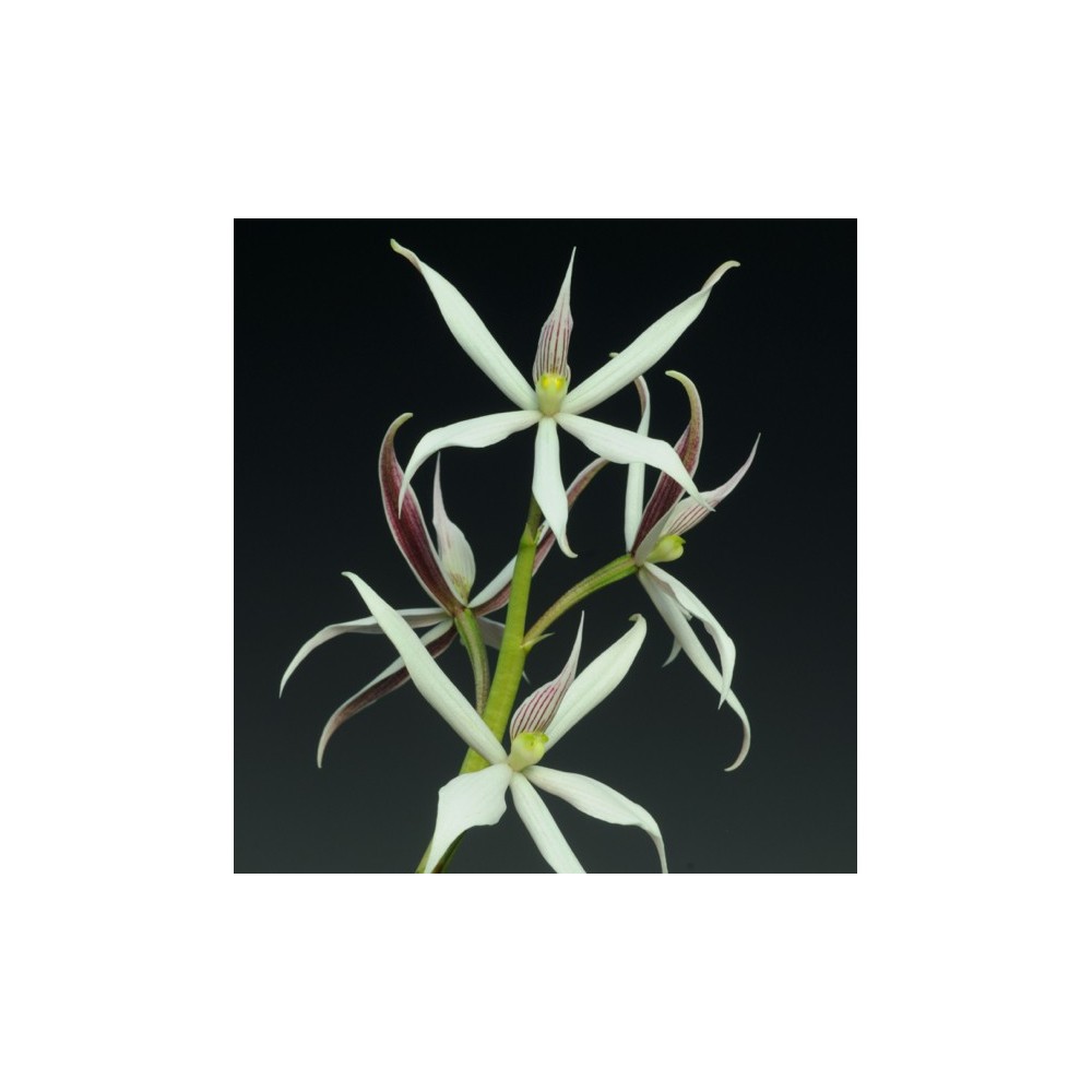 Prosthechea sima