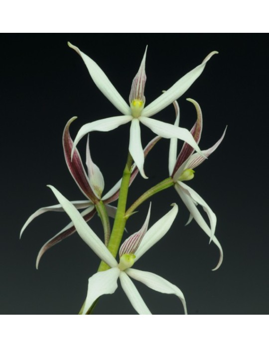 Prosthechea sima Prosthechea sima