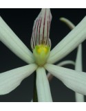 Prosthechea sima