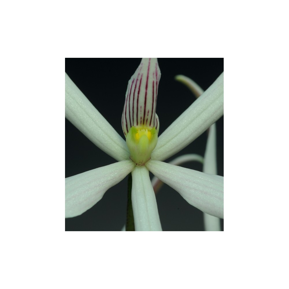 Prosthechea sima