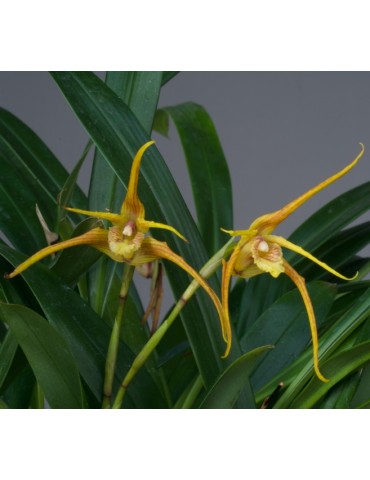 Maxillaria Jinsop Medina