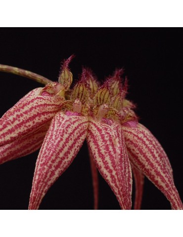 Bulbophyllum Elisabeth Ann 'Buckleburry'