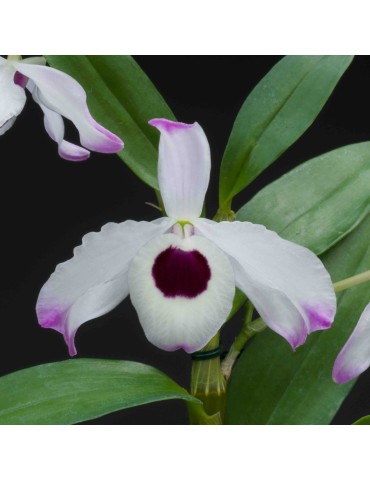 Dendrobium nobile