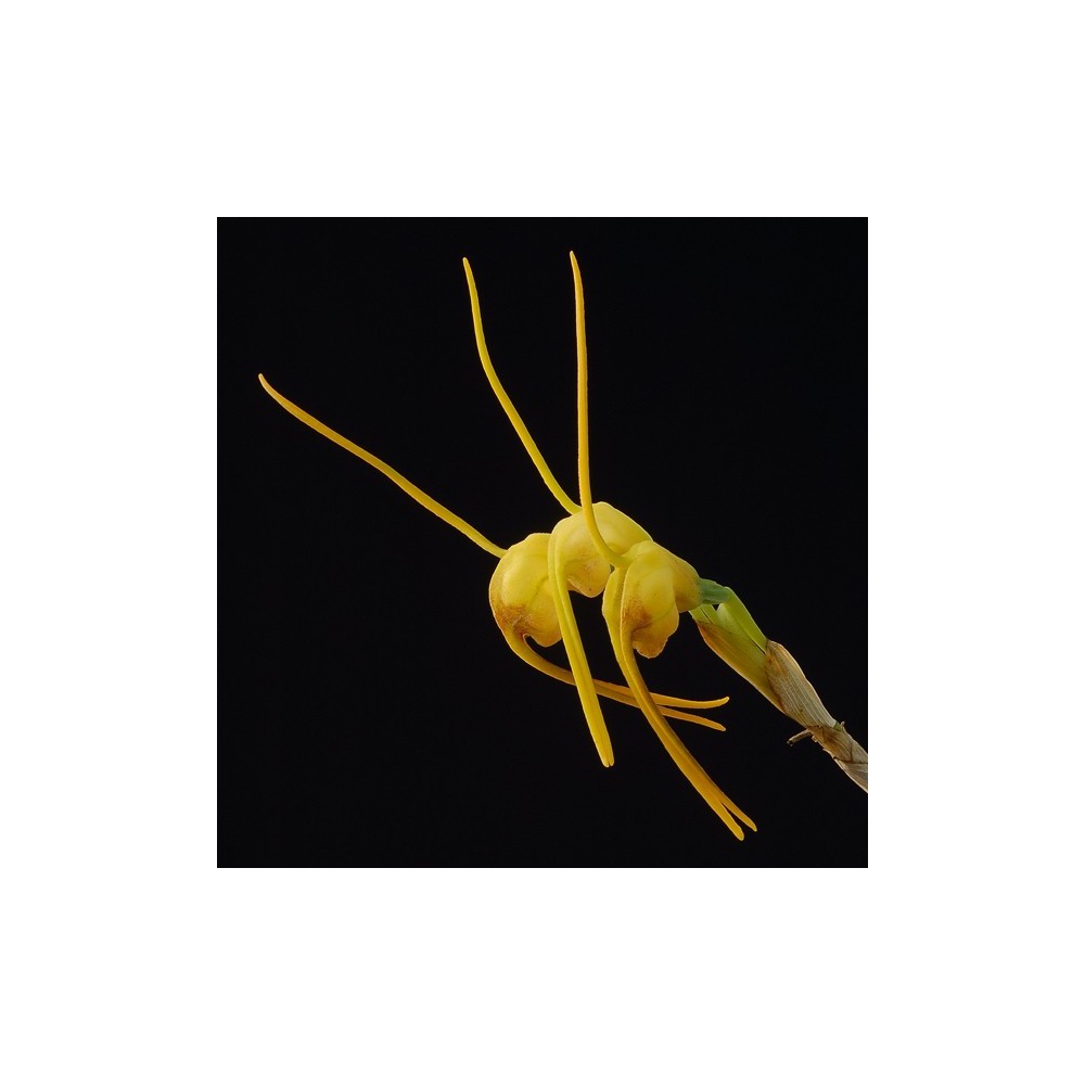 Masdevallia buccinator