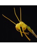 Masdevallia buccinator