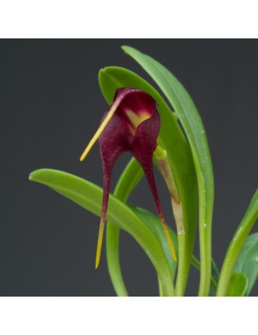 Masdevallia rolfeana 2