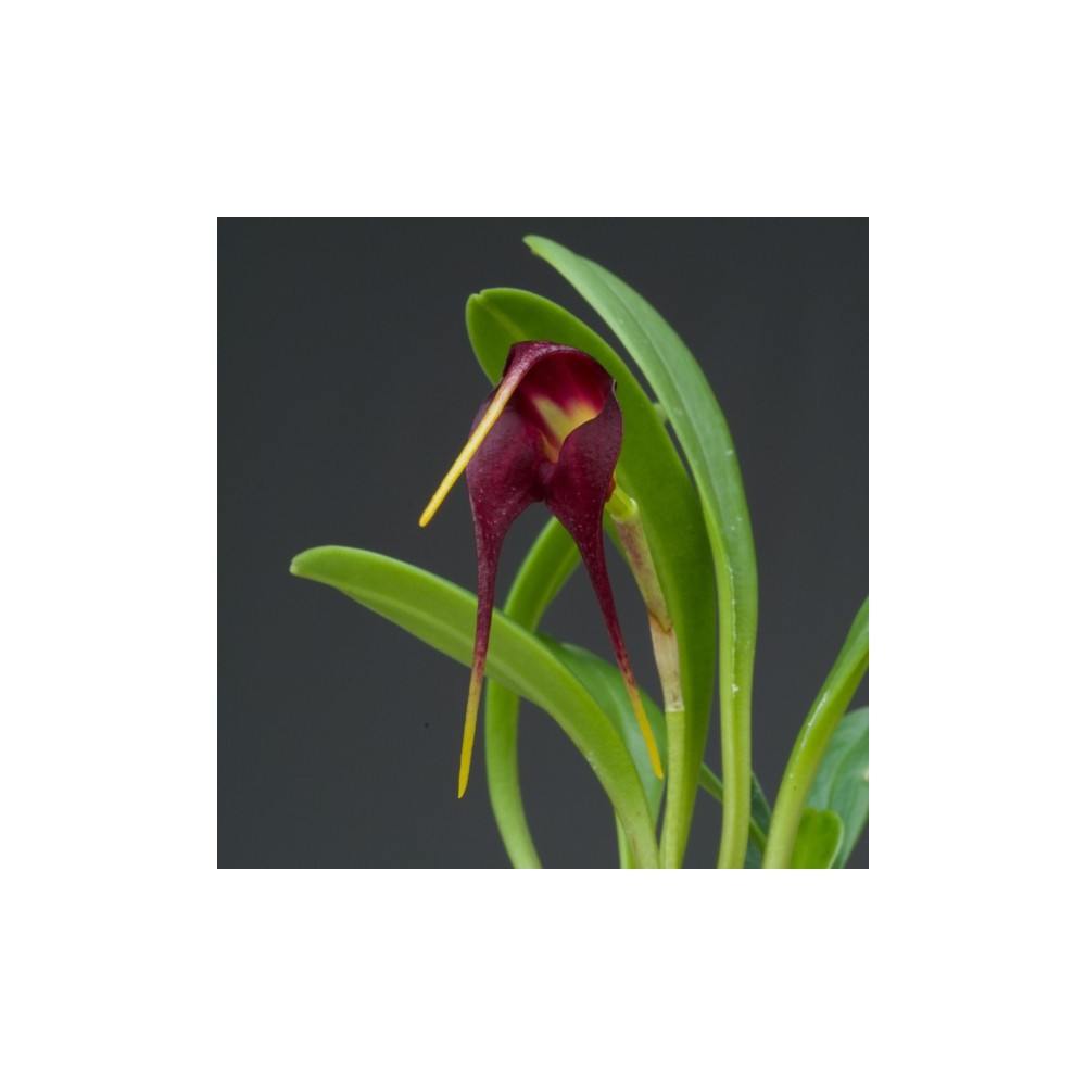 Masdevallia rolfeana