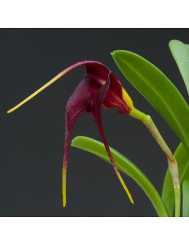 Masdevallia rolfeana en sphaigne