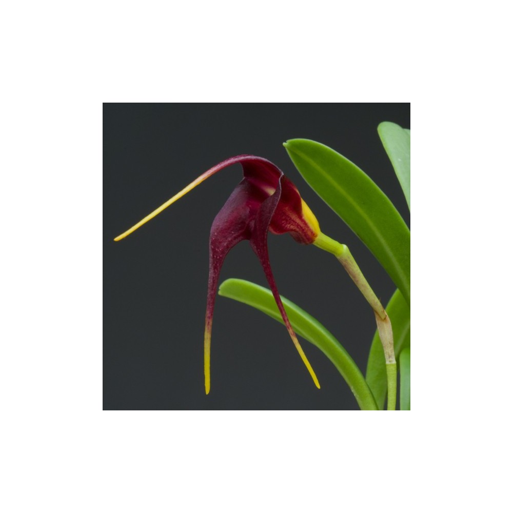 Masdevallia rolfeana