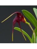 Masdevallia rolfeana en sphaigne