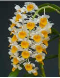 Dendrobium thyrsiflorum