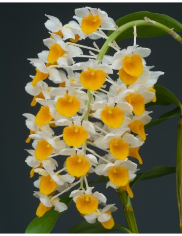Dendrobium thyrsiflorum 2