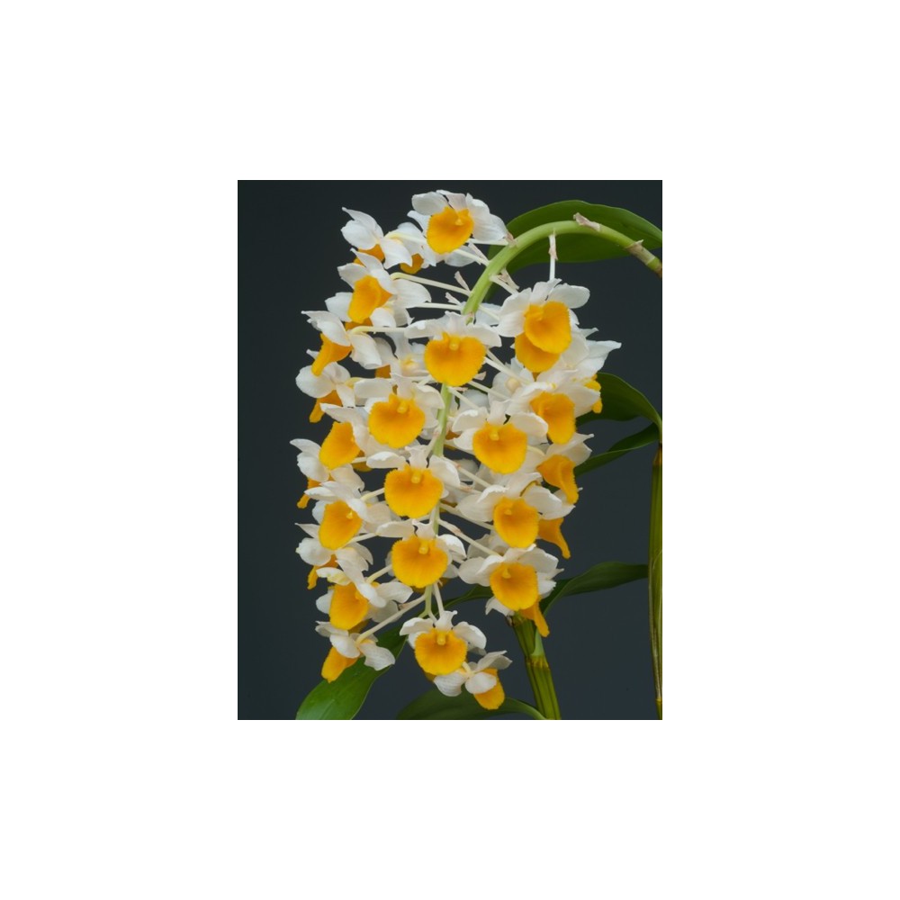 Dendrobium thyrsiflorum