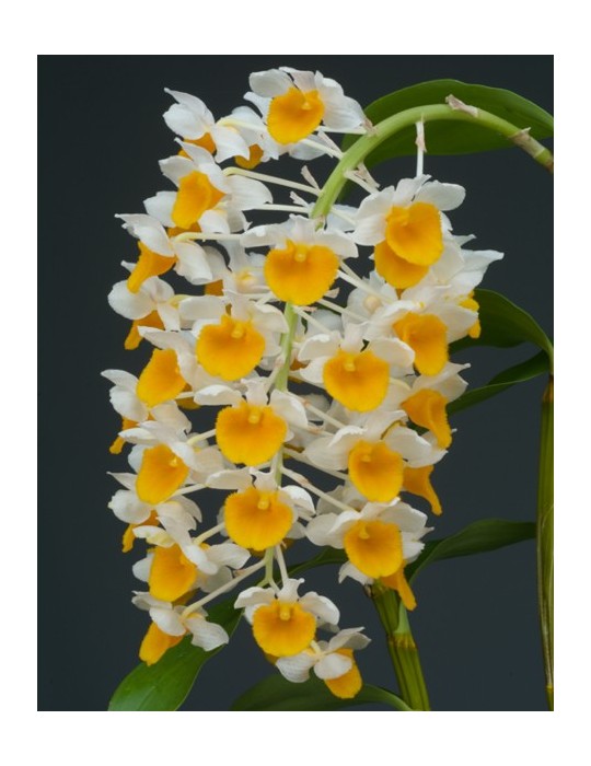 Dendrobium thyrsiflorum