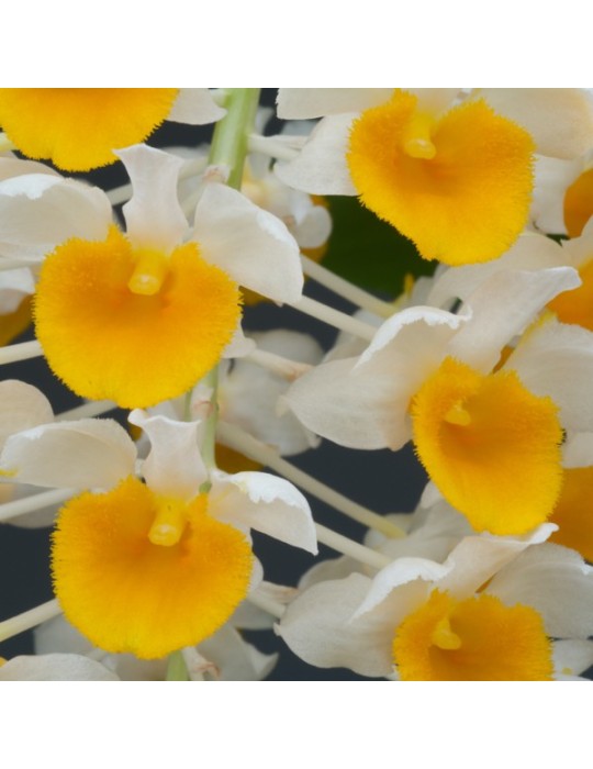 Dendrobium thyrsiflorum