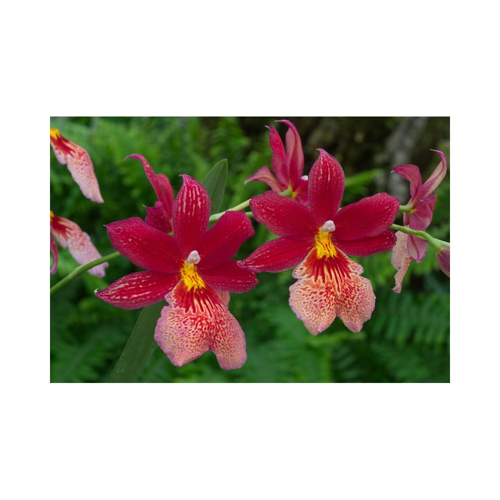 Burrageara Nelly Isler