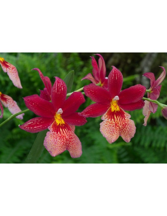 Burrageara Nelly Isler