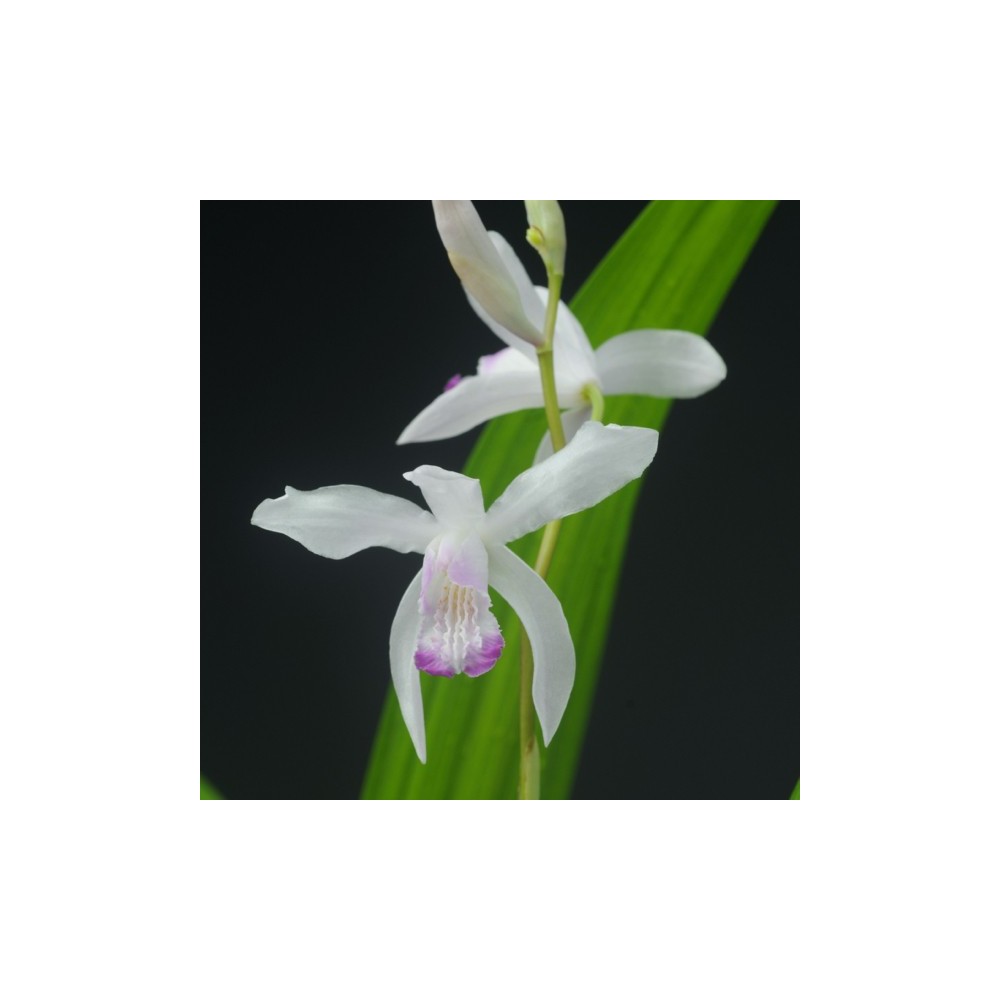 Bletilla striata var. semi-alba