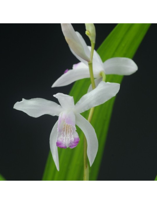 Bletilla striata var. semi-alba