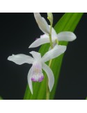 Bletilla striata var. semi-alba