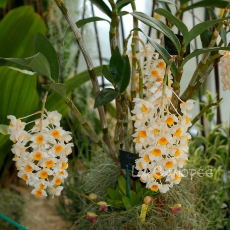 Dendrobium Marie Dalmeny