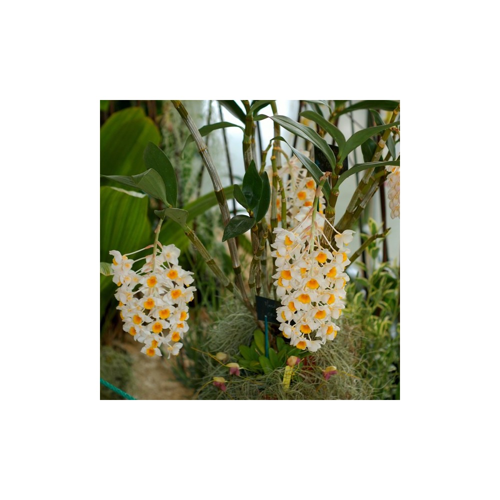 Dendrobium Marie Dalmeny