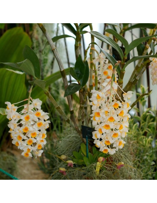 Dendrobium Marie Dalmeny Dendrobium Marie Dalmeny
