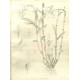 Dendrobium chryseum