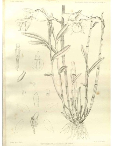 Dendrobium chryseum 2