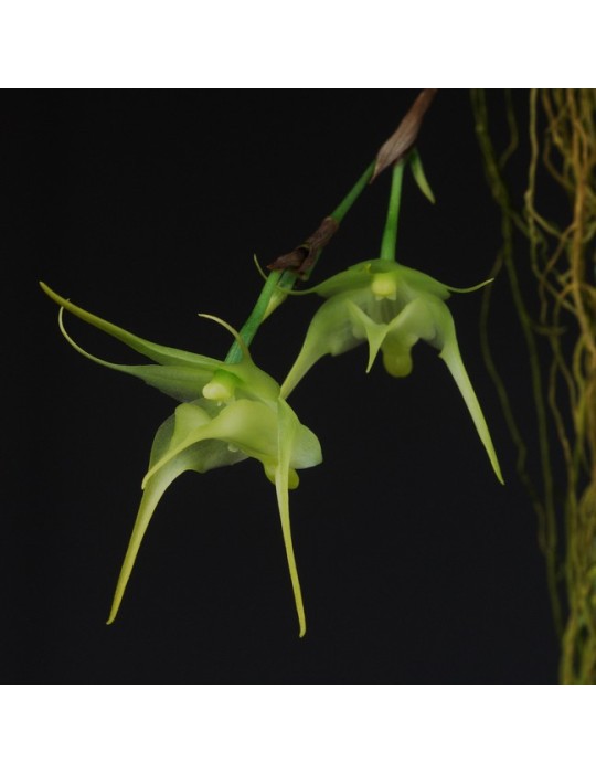 Aeranthes arachnites Aeranthes arachnites