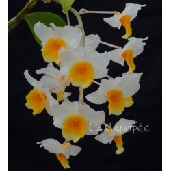 Dendrobium Farmeri-Thyrsiflorum en sphaigne
