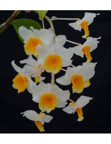 Dendrobium Farmeri-Thyrsiflorum en sphaigne