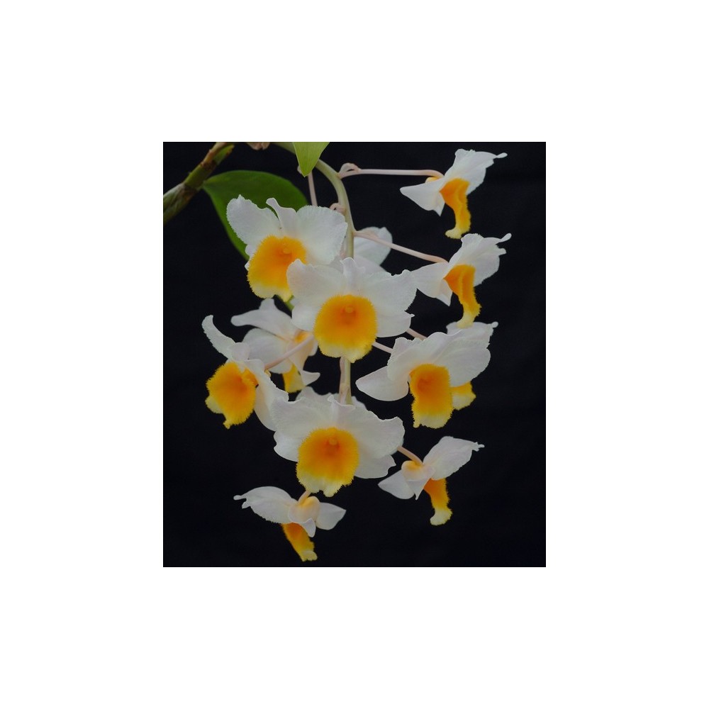 Dendrobium Farmeri-Thyrsiflorum