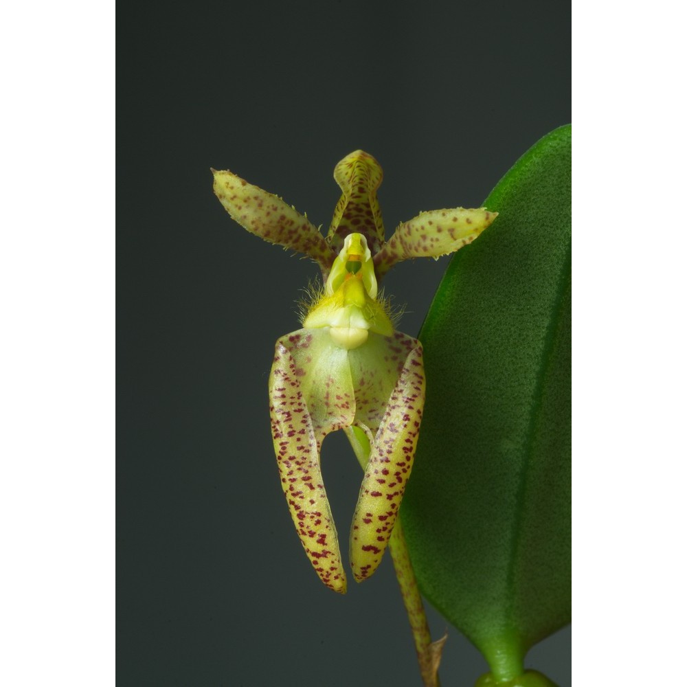 Bulbophyllum lasiochilum