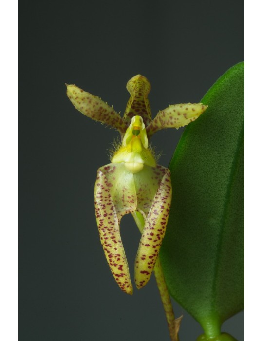 Bulbophyllum lasiochilum