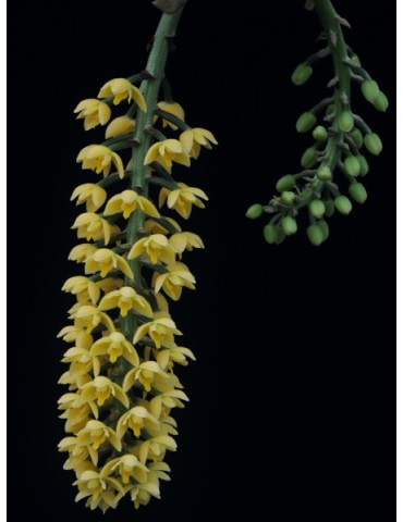 Lueddemannia striata 'jaune' 2