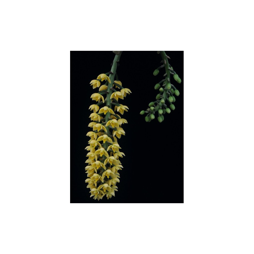 Lueddemannia striata 'jaune'