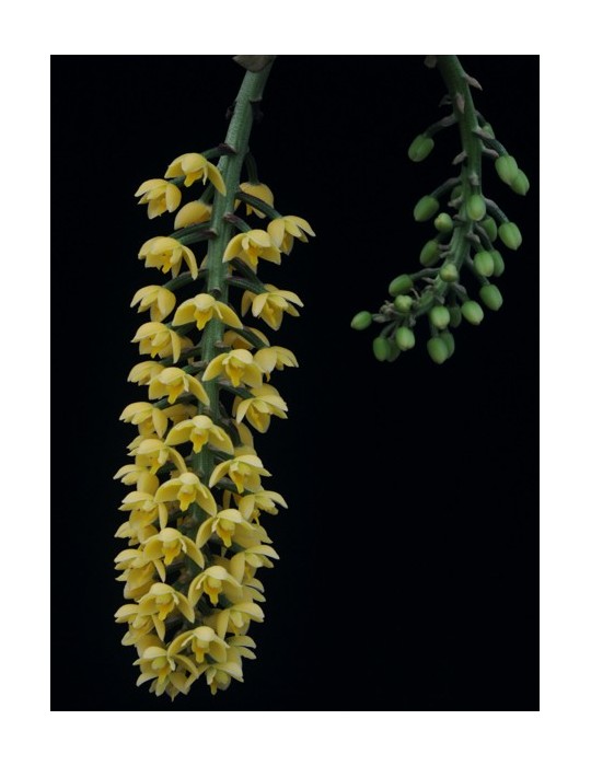 Lueddemannia striata 'jaune'
