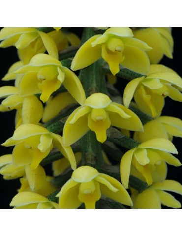 Lueddemannia striata 'jaune'