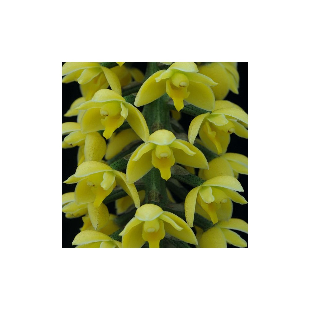 Lueddemannia striata 'jaune'