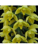 Lueddemannia striata 'jaune'