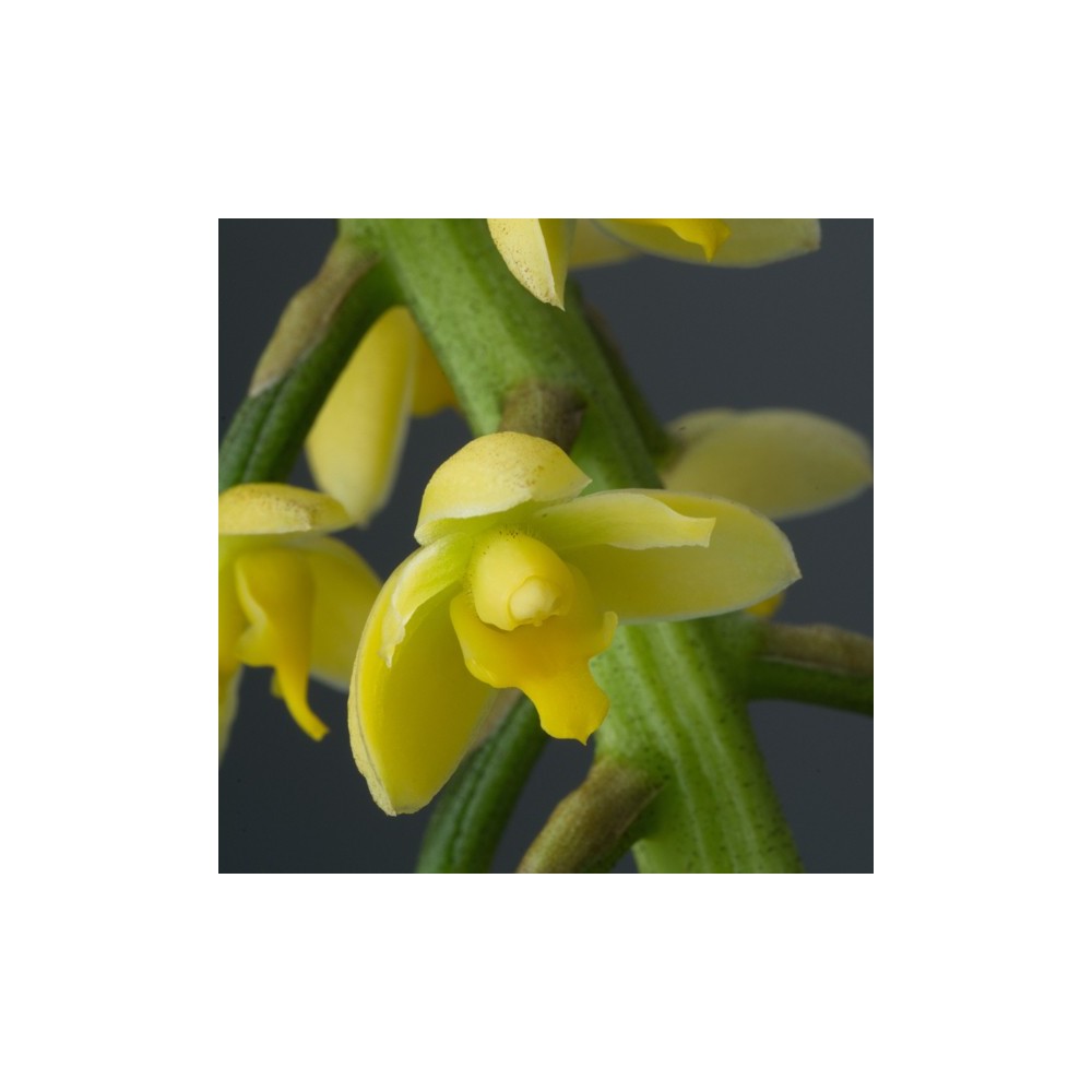 Lueddemannia striata 'jaune'