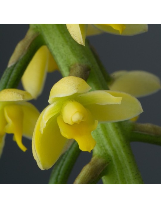 Lueddemannia striata 'jaune'