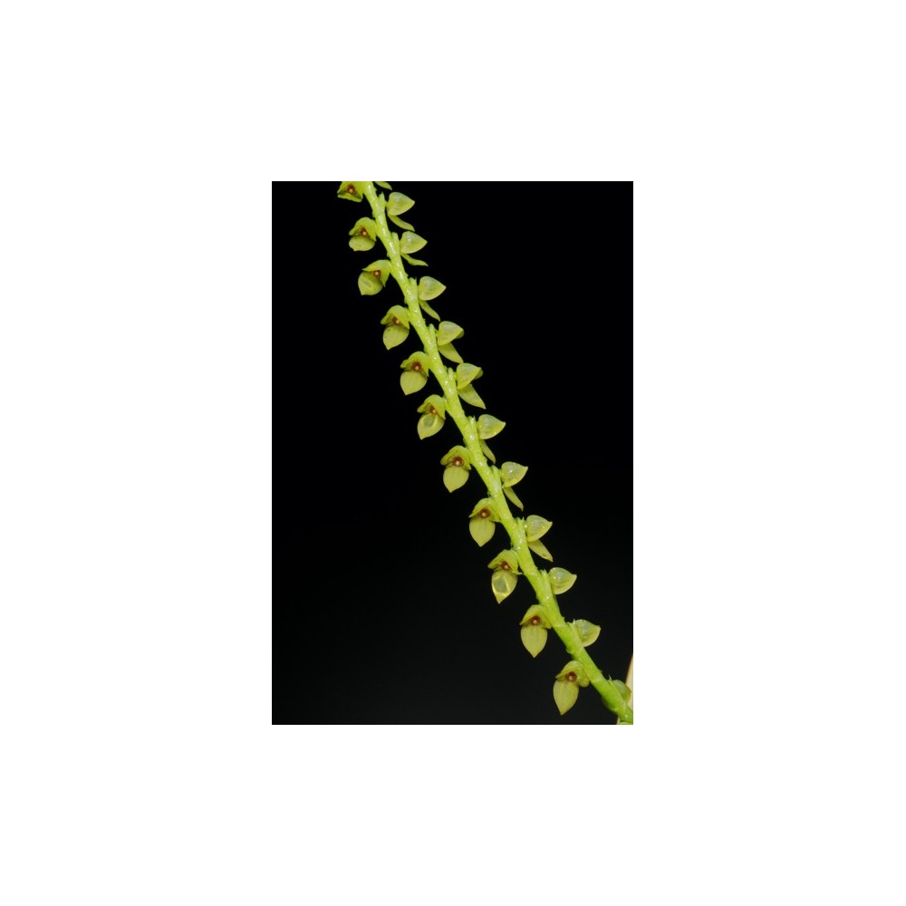 Stelis saccata