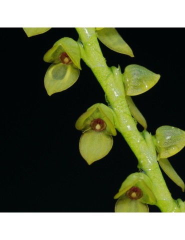 Stelis saccata en sphaigne