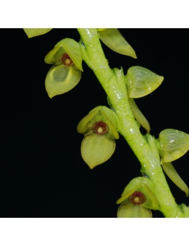 Stelis saccata sur plaque